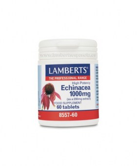 ECHINACEA LAMBERTS